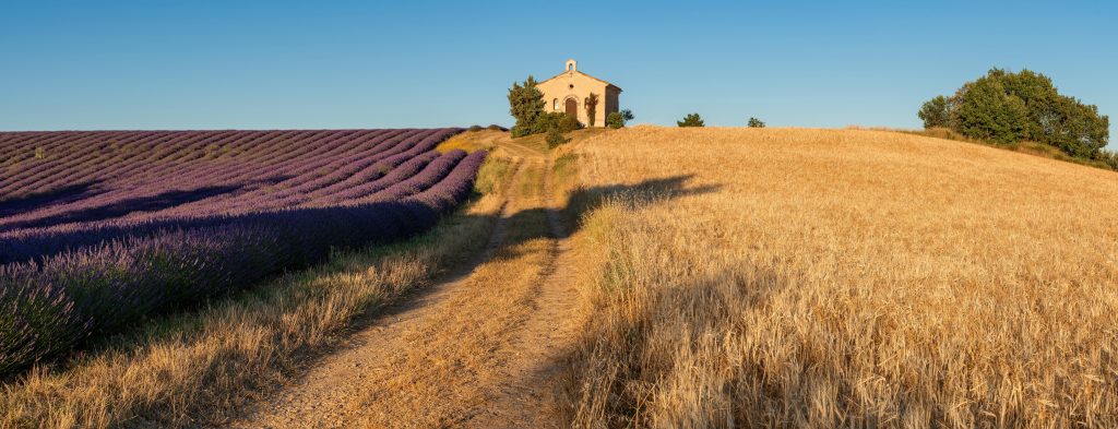 Provence in Summer with lavender and wheat fields. Entrevennes chapel in the Alpes-de-Haute-Provence, France